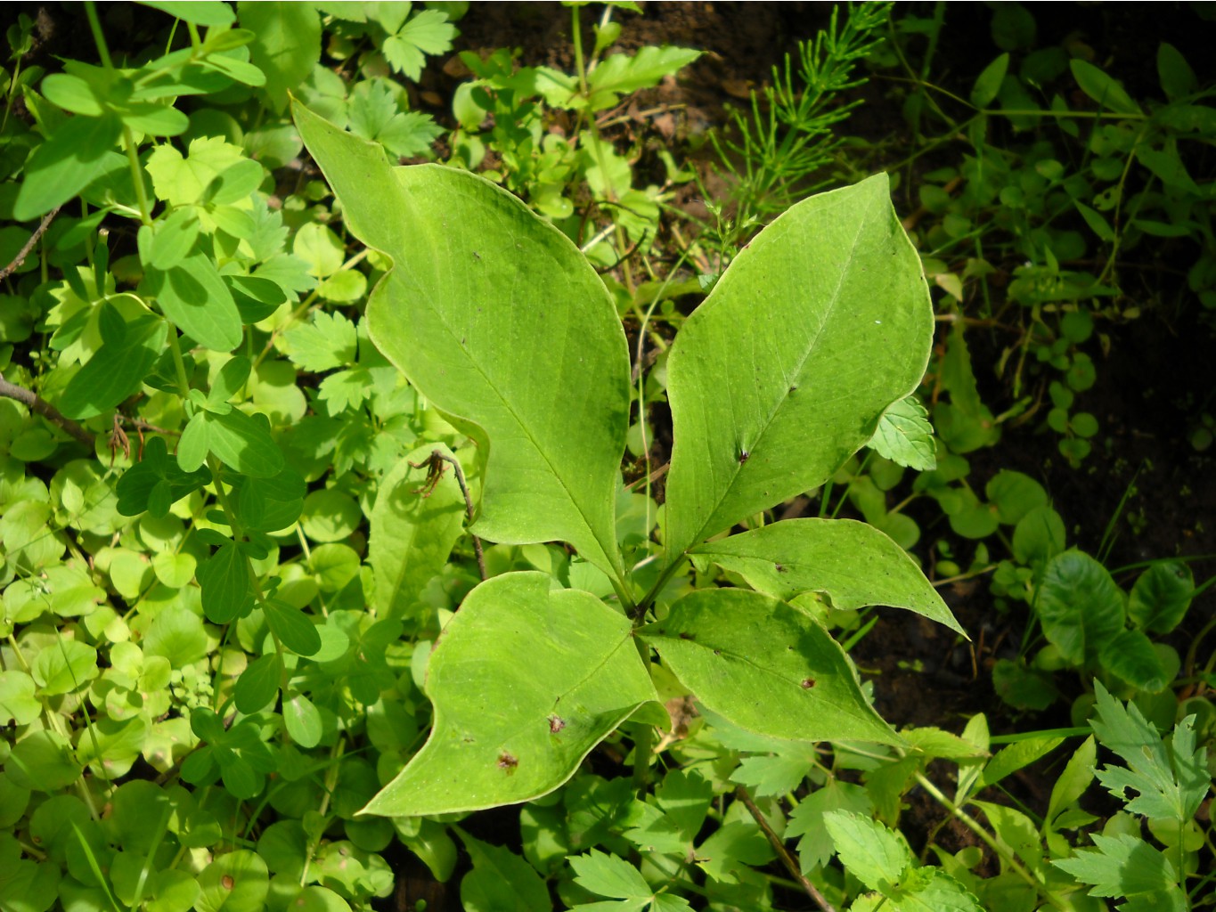 Arisaema sikokianum