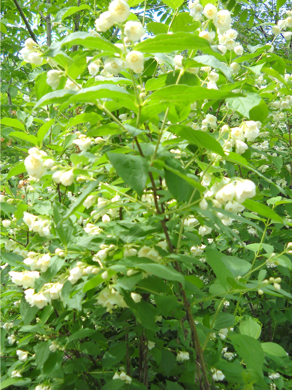 DSCN0293.JPG