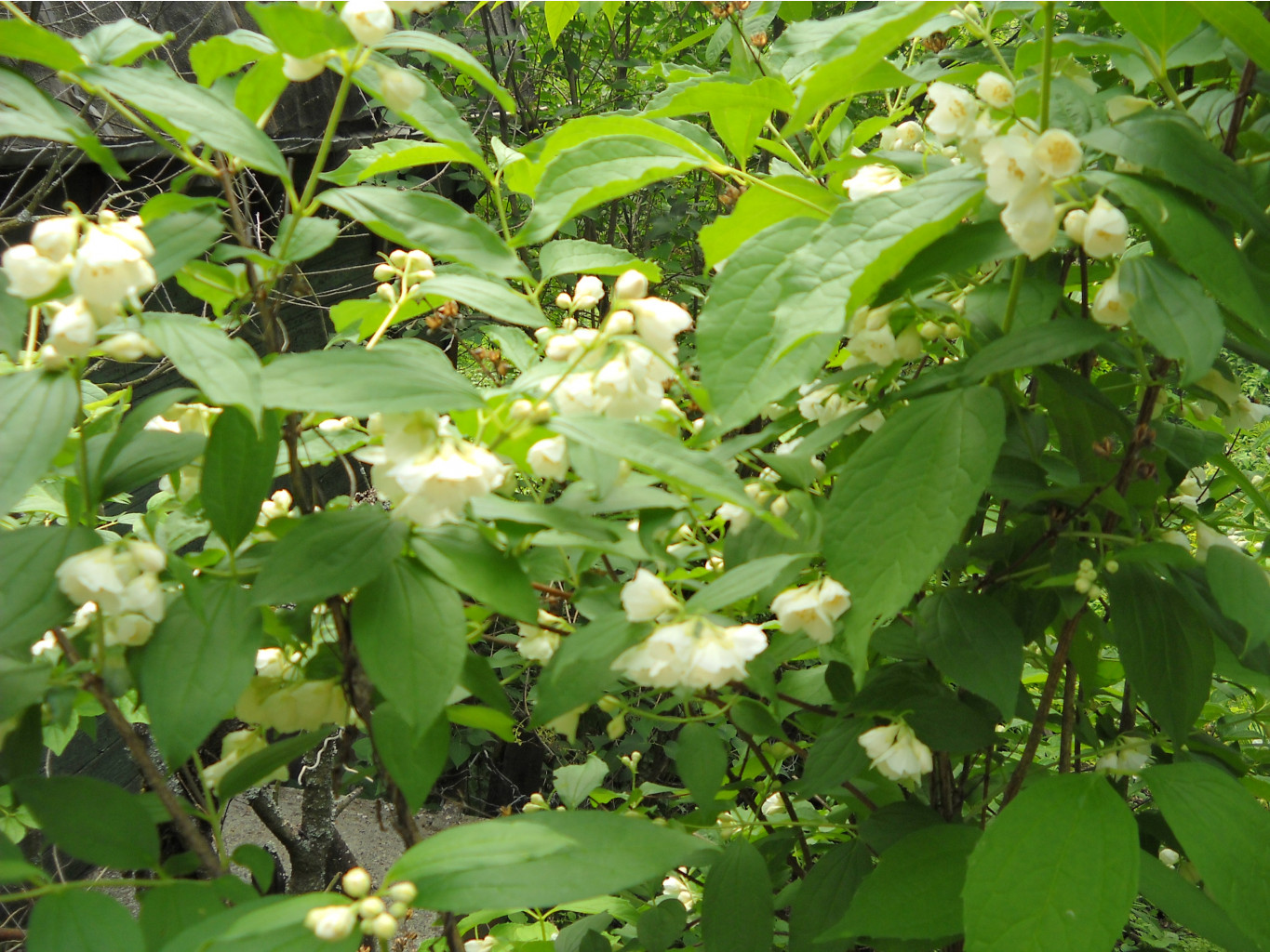 DSCN0299.JPG