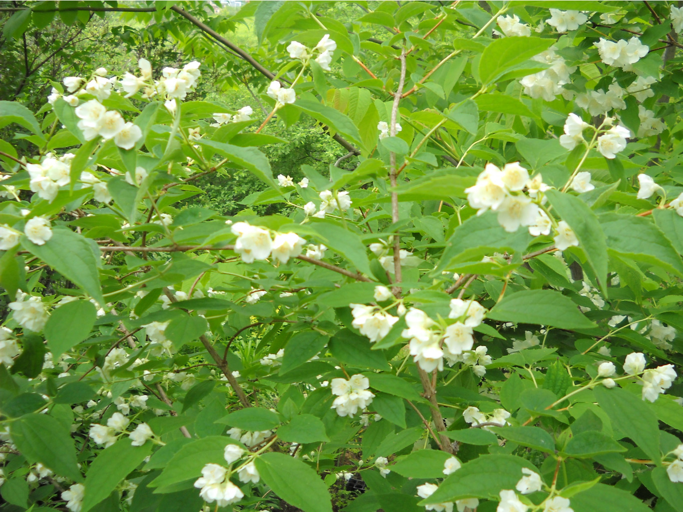 DSCN0323.JPG