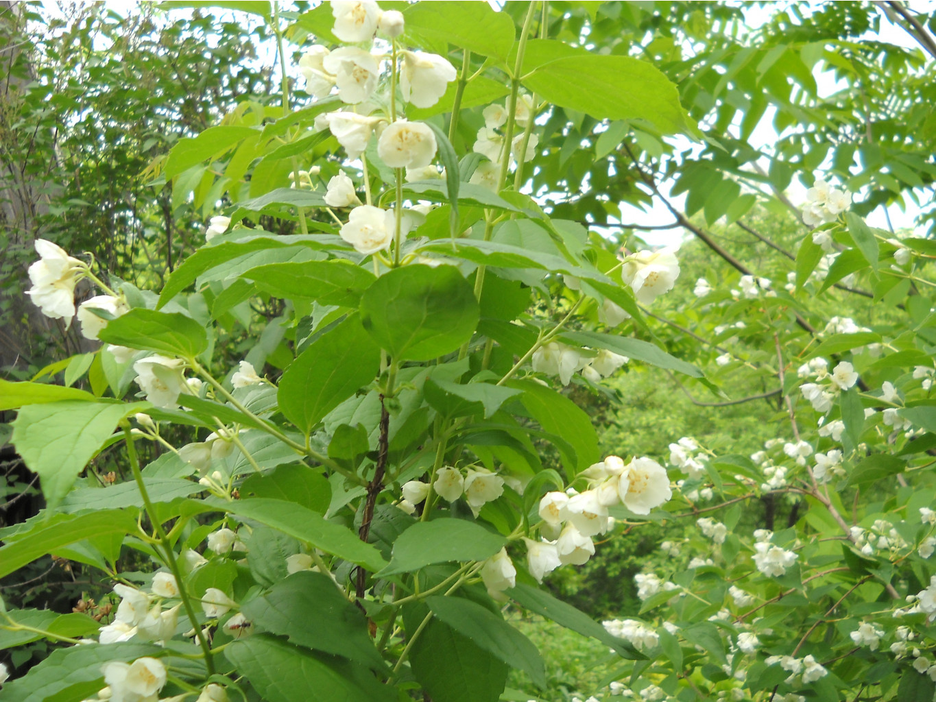 DSCN0324.JPG