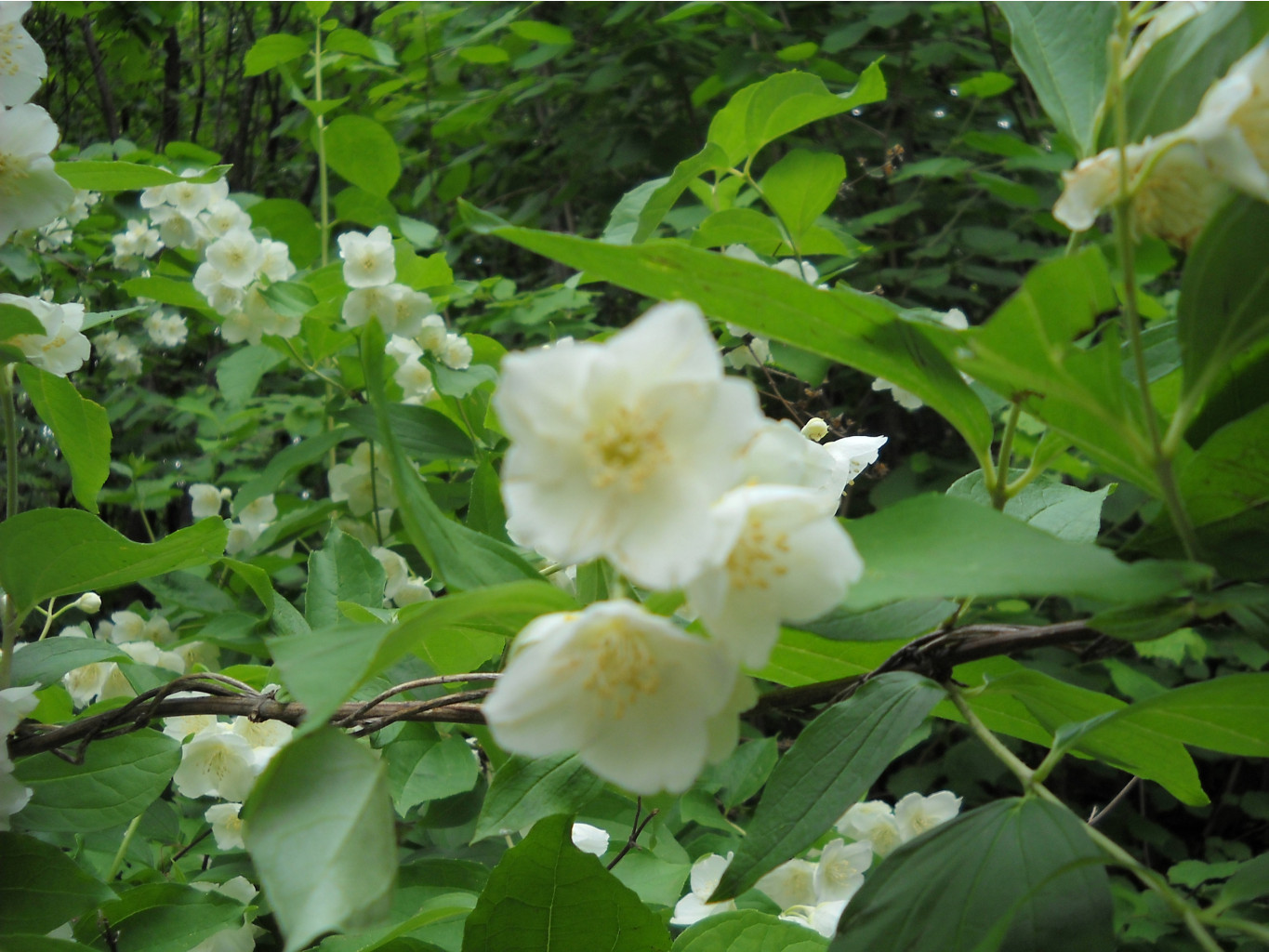 DSCN0331.JPG