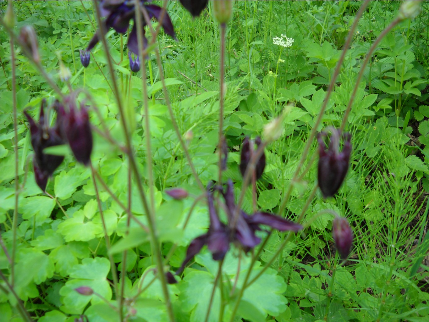DSCN0172.JPG
