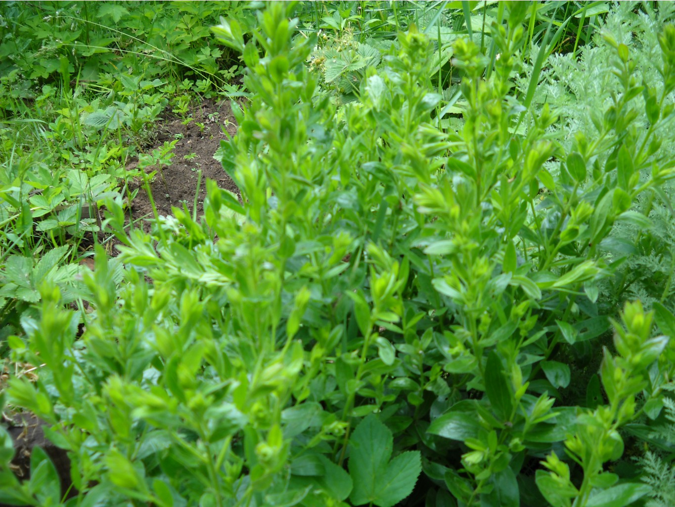 DSCN0196.JPG