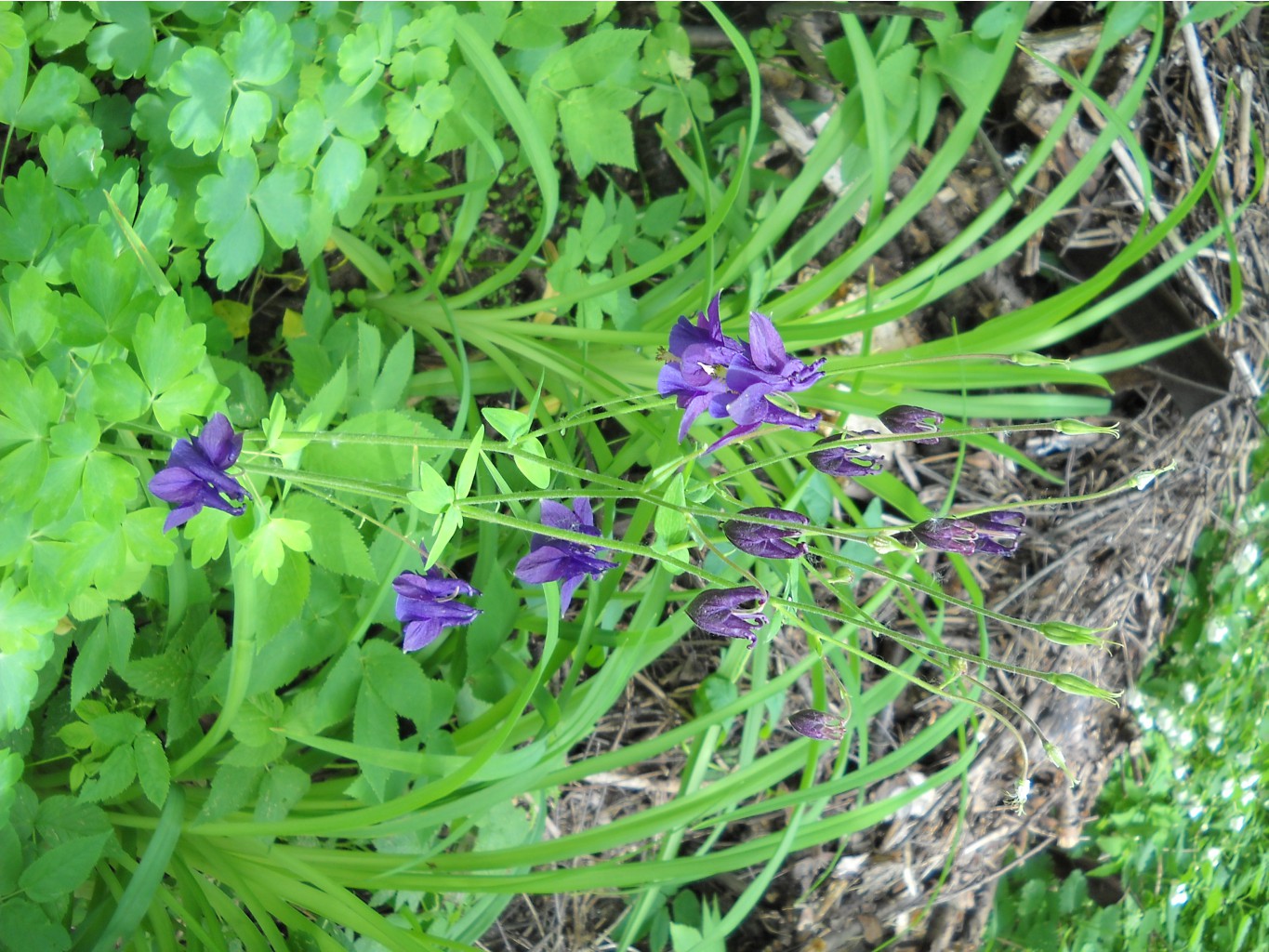 DSCN0207.JPG