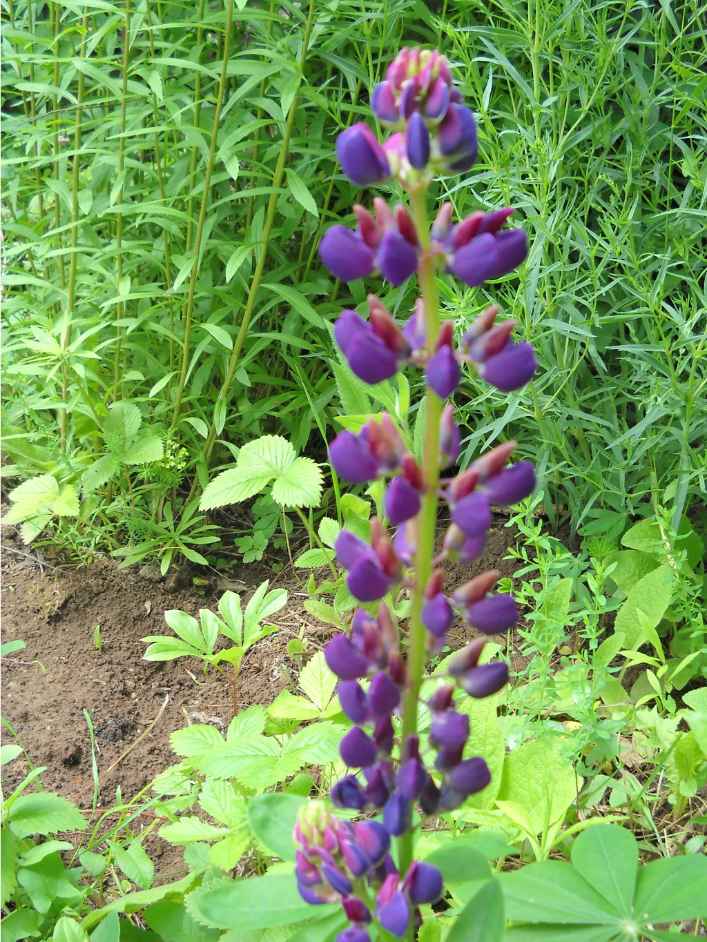 DSCN0214.JPG