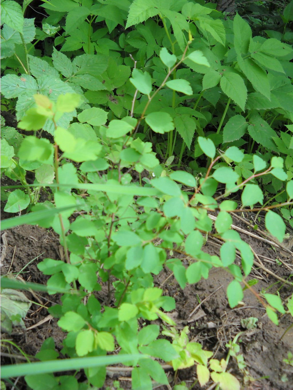 DSCN0219.JPG