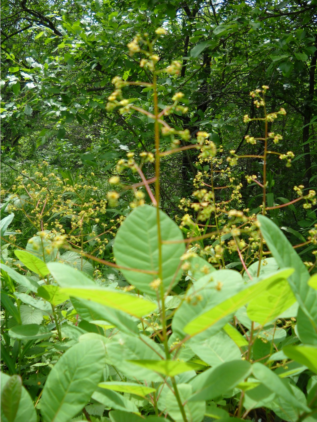 DSCN0234.JPG