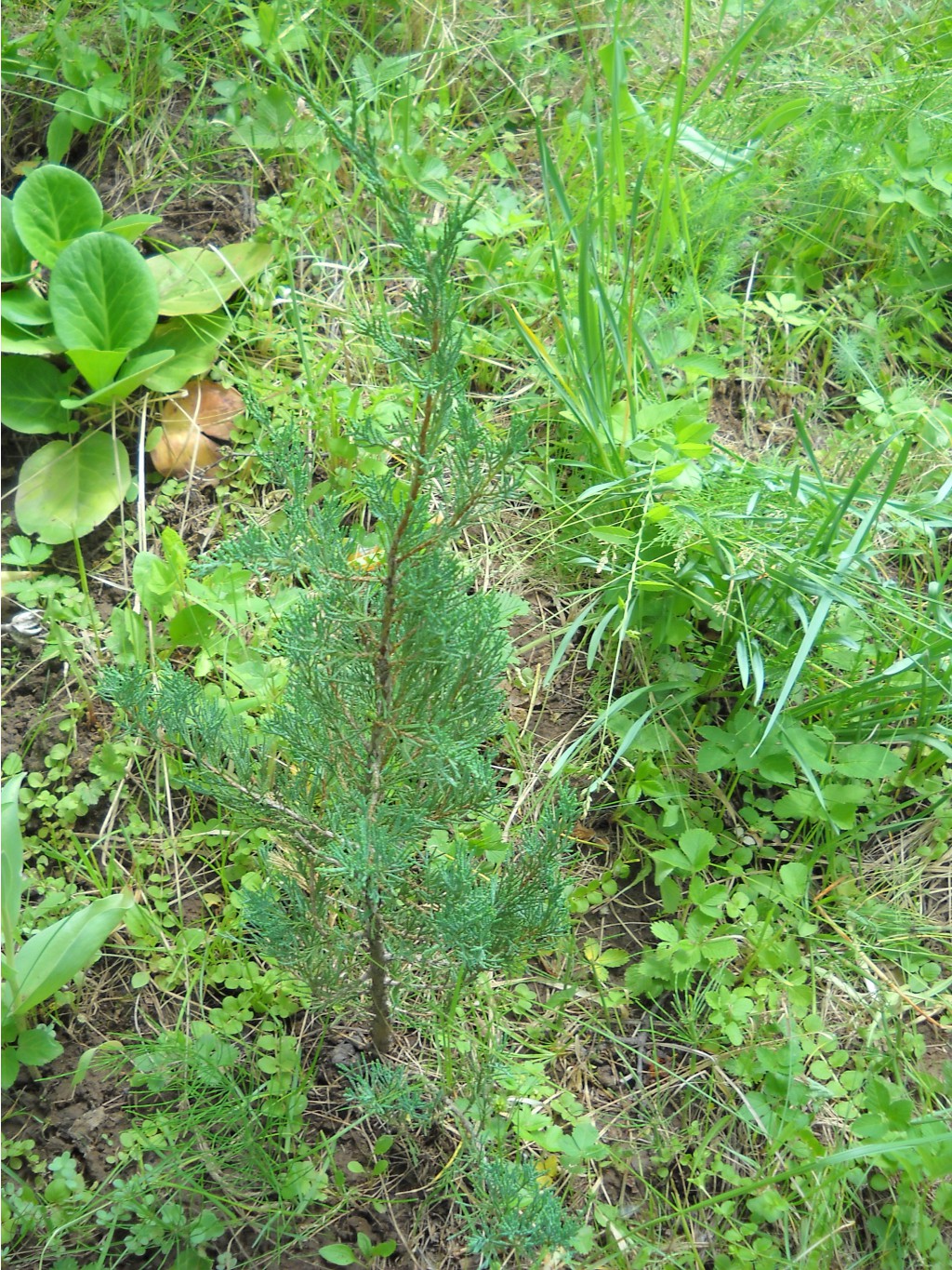 DSCN0271.JPG