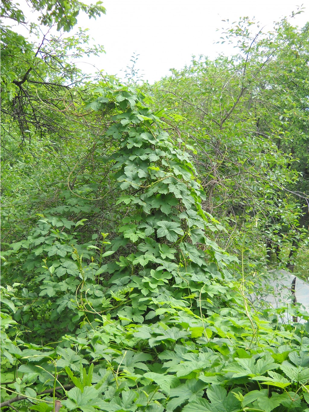 DSCN0275.JPG