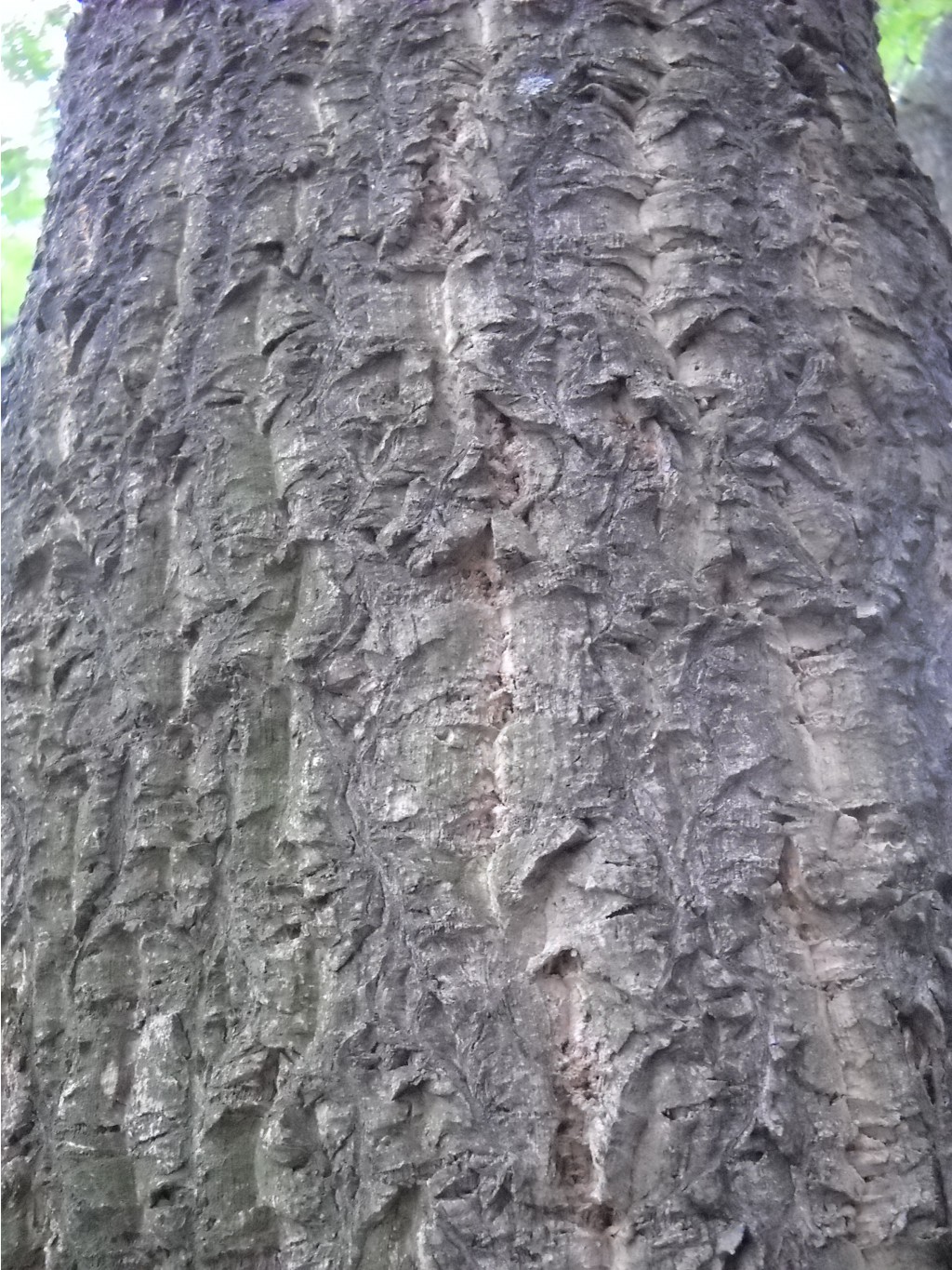 DSCN0382.JPG