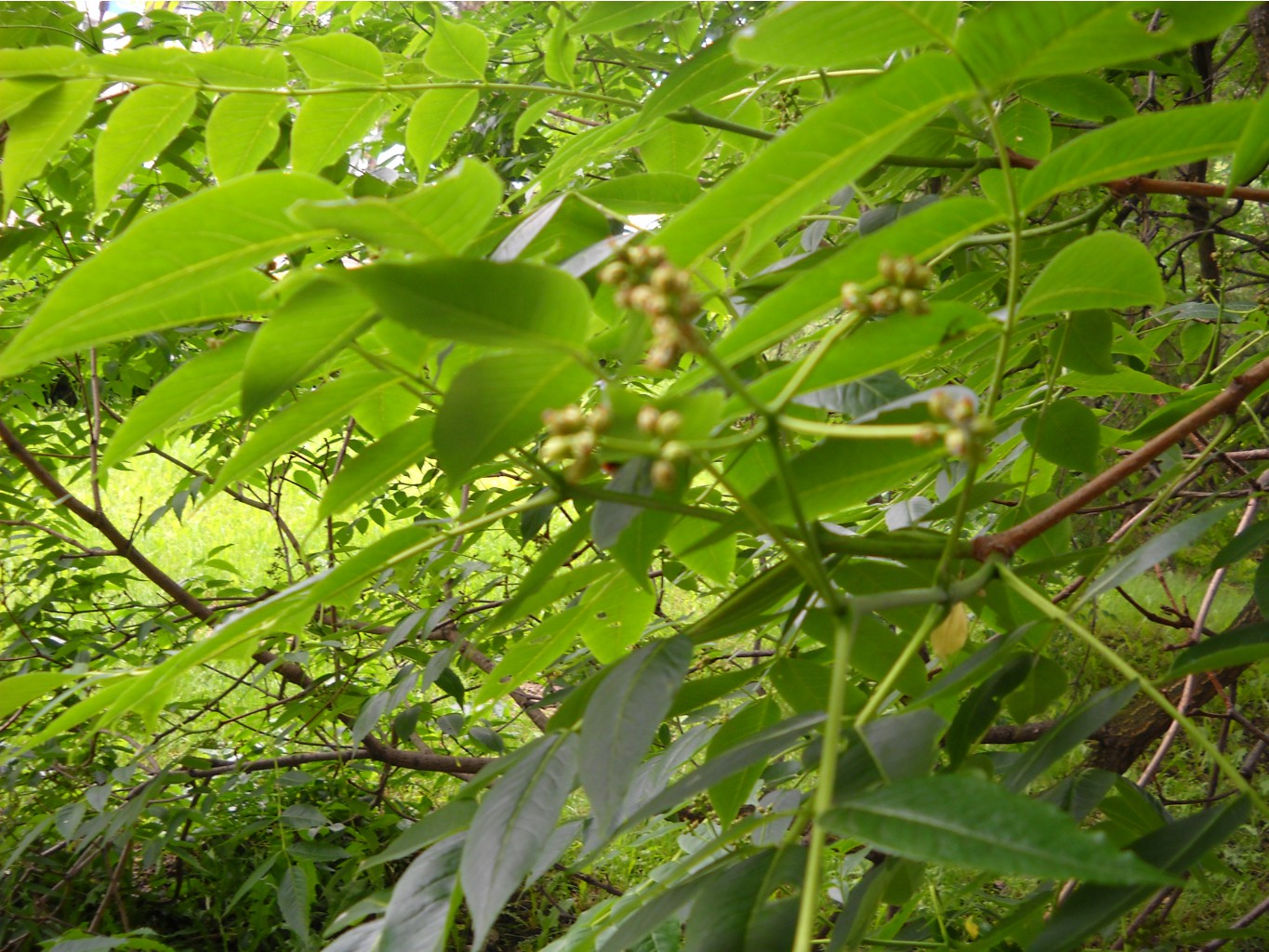 DSCN0380.JPG