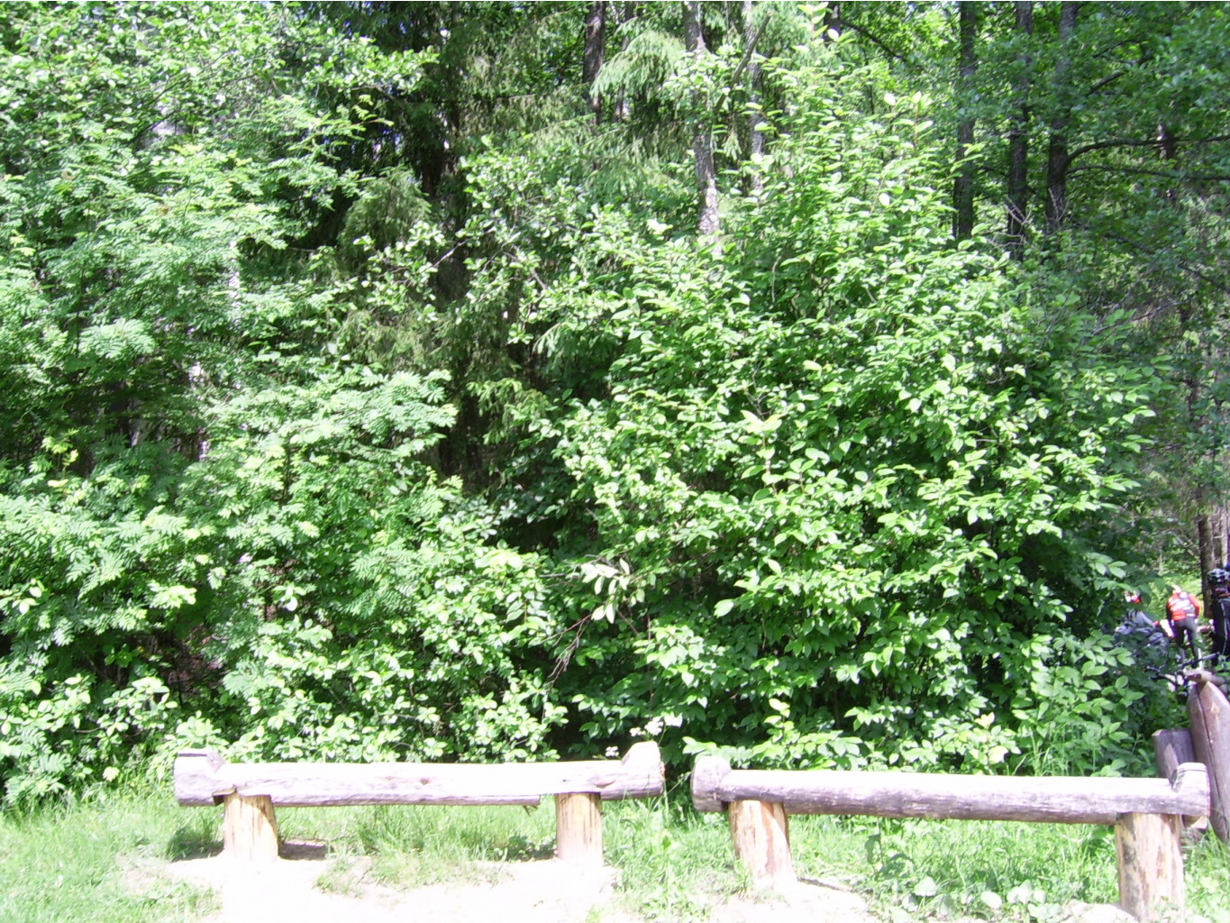 SSA43491.JPG