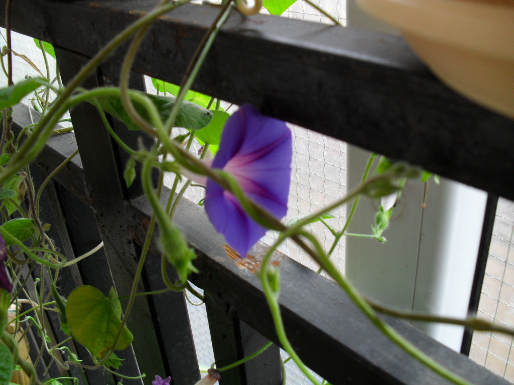 SDC11611.JPG