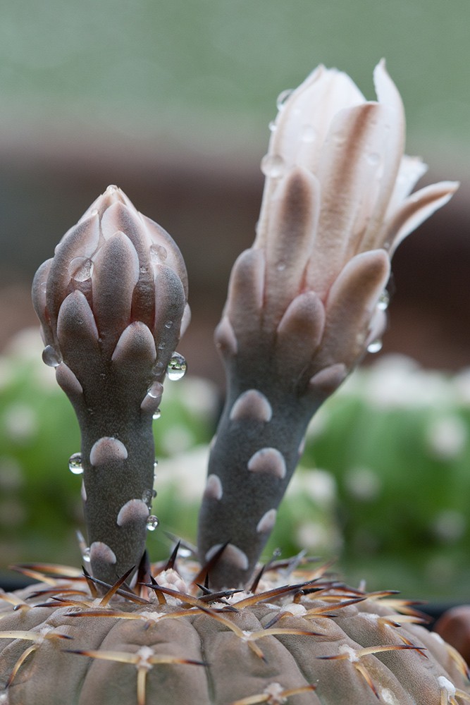 2011.06.16 Gymnocalycium riojense ssp. paucispinum