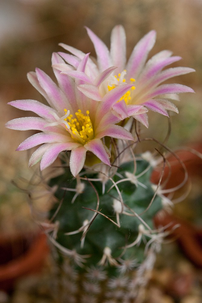 2011.06.22  Turbinicarpus pseudomacrochele ssp. krainzianus var. sphacellatus