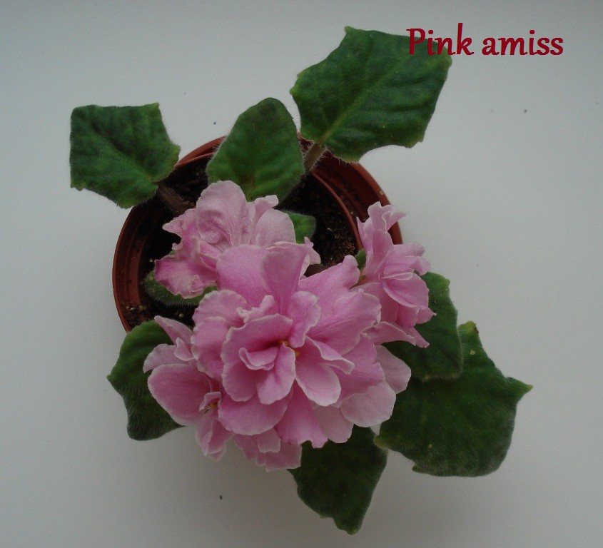 pink amiss 1.JPG