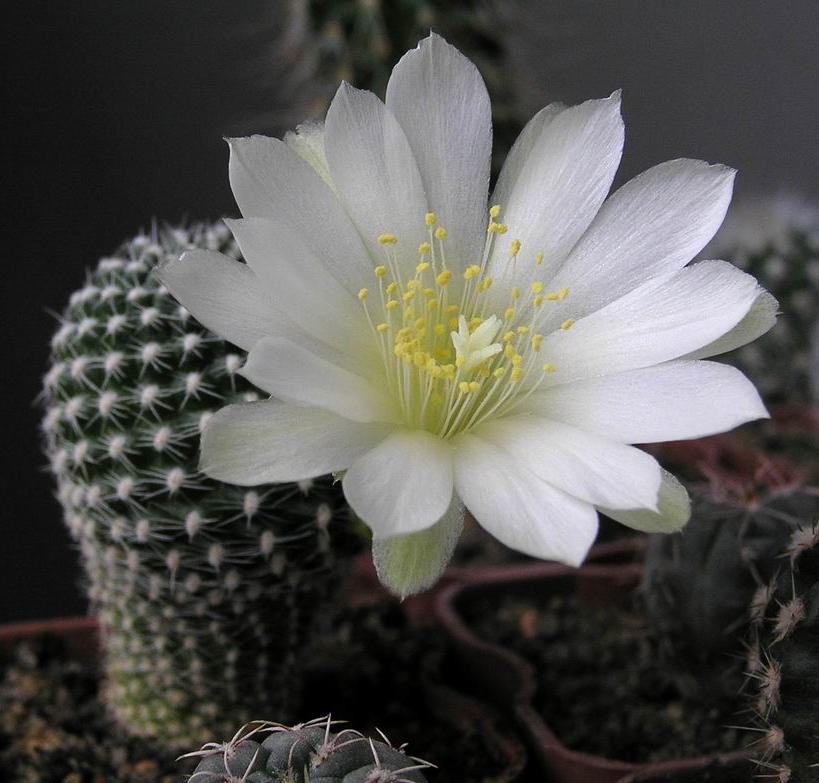 Rebutia krainziana var. albiflora 05.05.2011