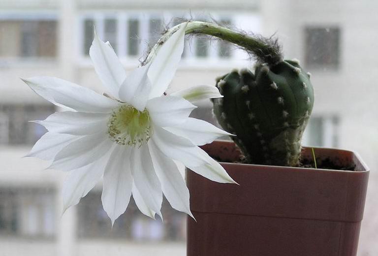 Echinopsis subdenudata 06.05.2011