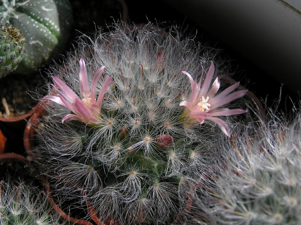 Mammillaria bocasana var.roseiflora 14.05.2011