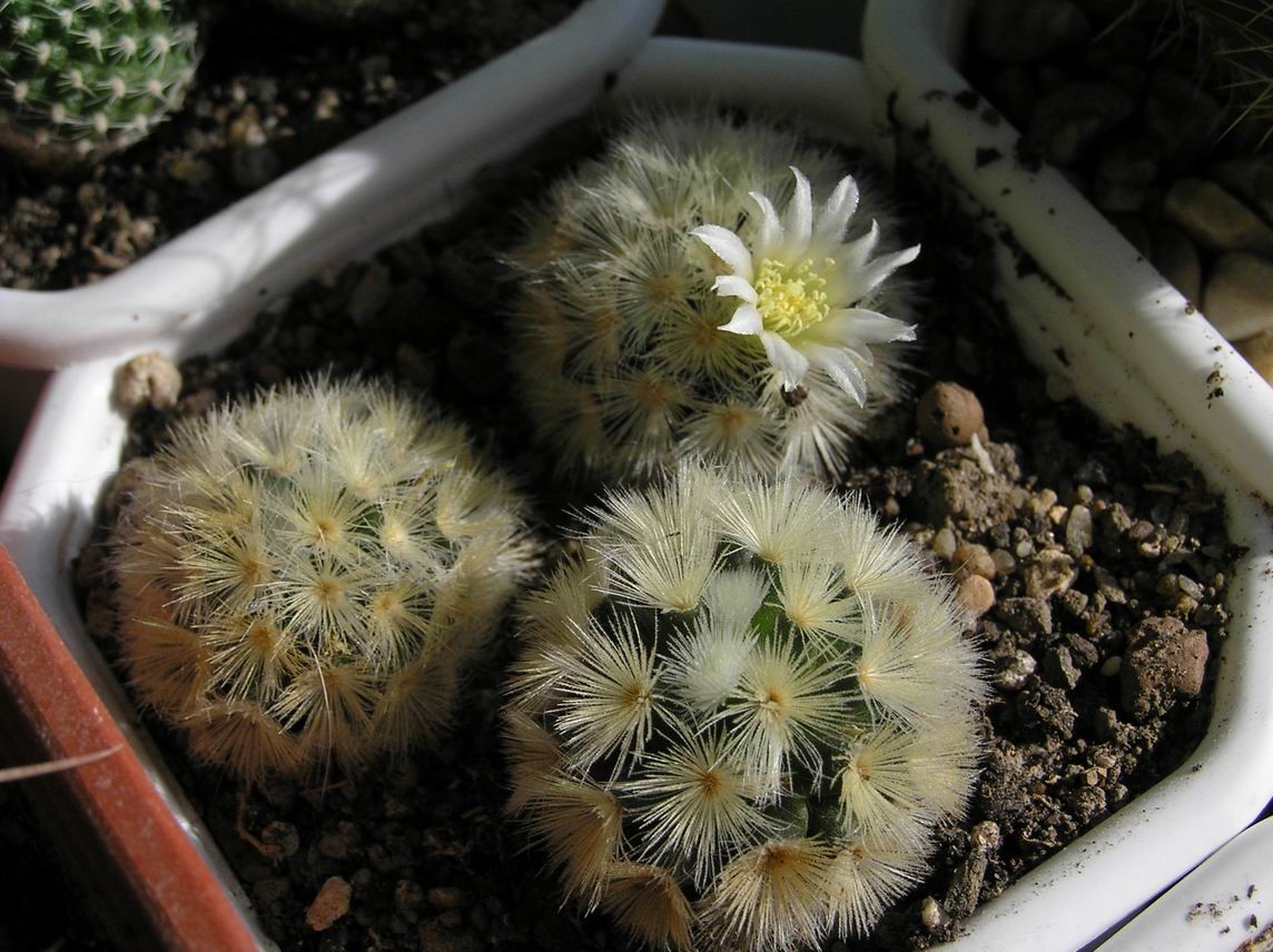 Mammillaria carmenae 14.05.2011