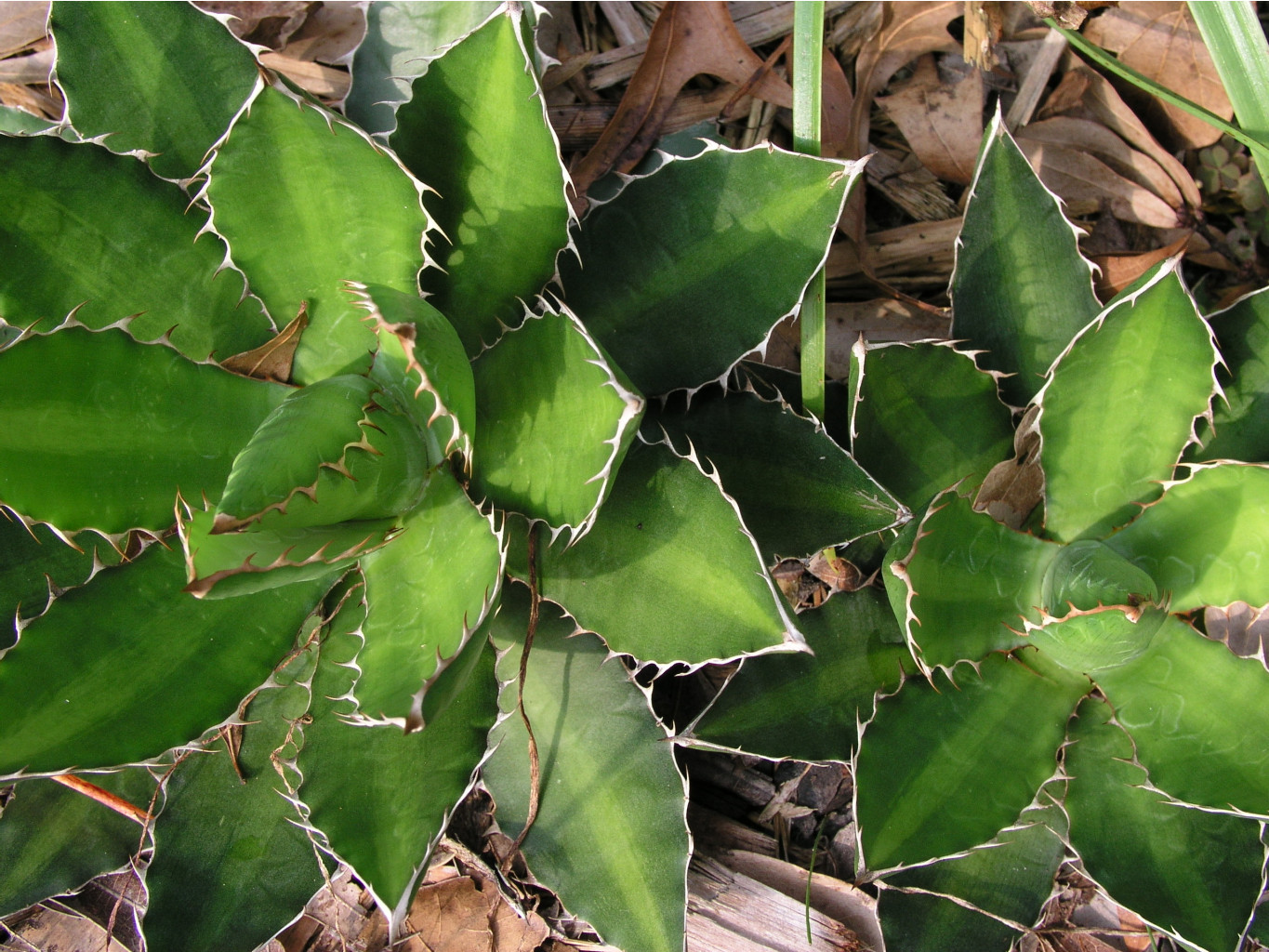 Agave Lopantha (2).jpg