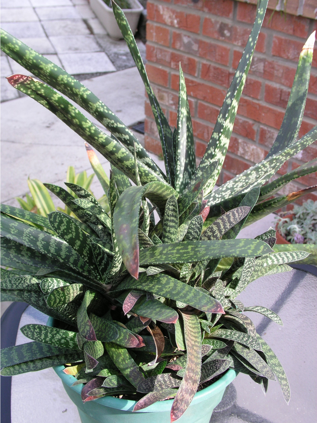 Aloe, Gasteria Acinacifolia (1).jpg