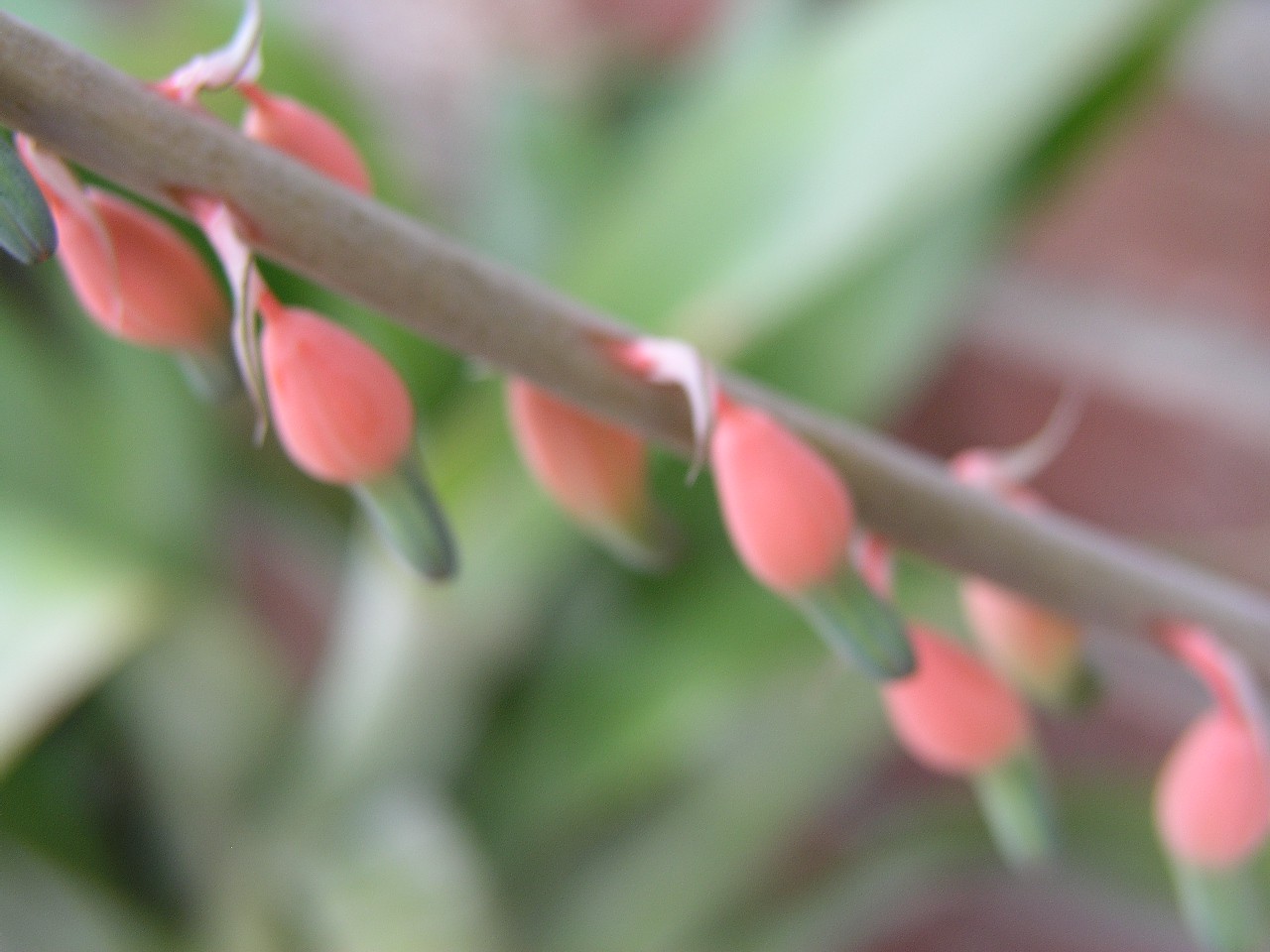 Aloe, Gasteria Acinacifolia (2).jpg