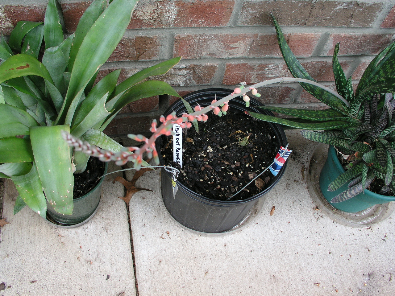 Aloe, Gasteria Acinacifolia (3).jpg