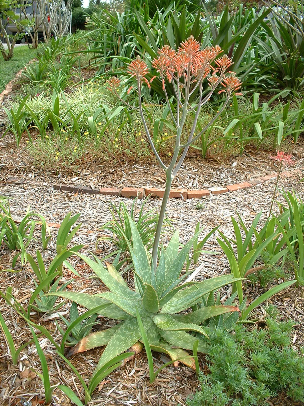 Aloe, saponaria - Star Aloe (1).jpg