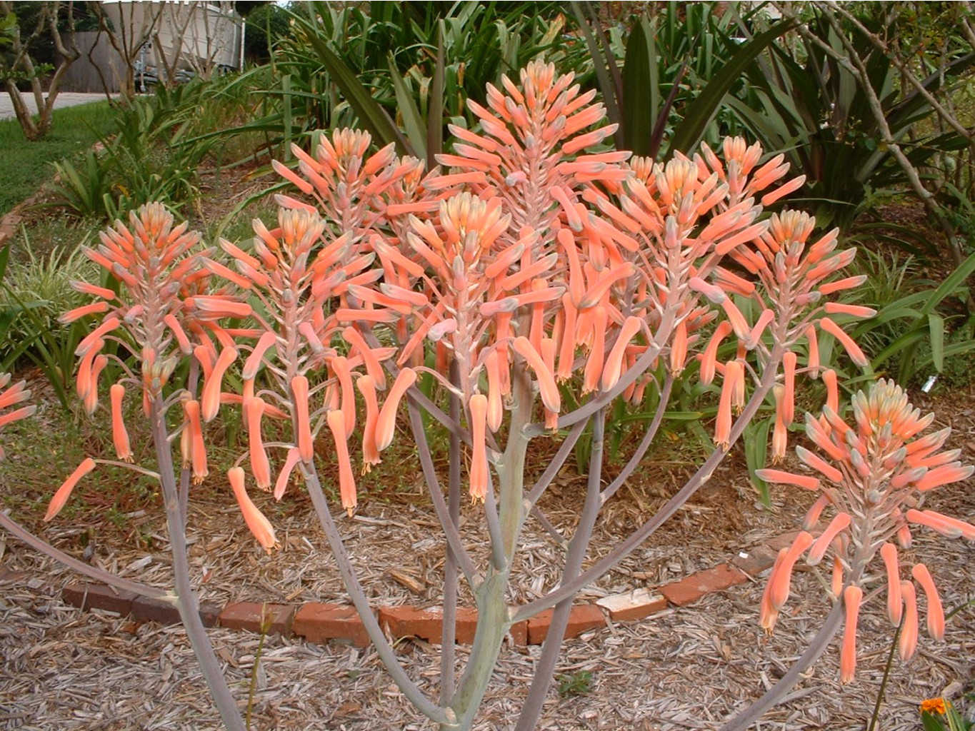 Aloe, saponaria - Star Aloe (2).jpg