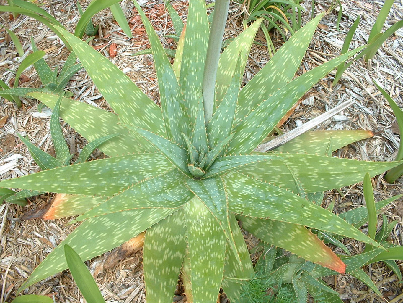 Aloe, saponaria - Star Aloe (3).jpg