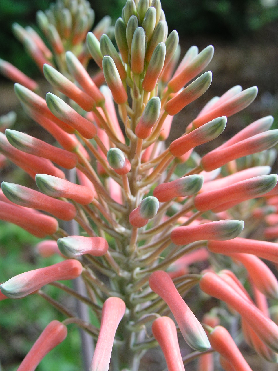 Aloe, saponaria - Star Aloe (4).jpg