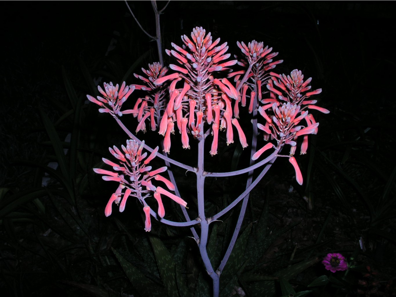 Aloe, saponaria - Star Aloe (5).jpg