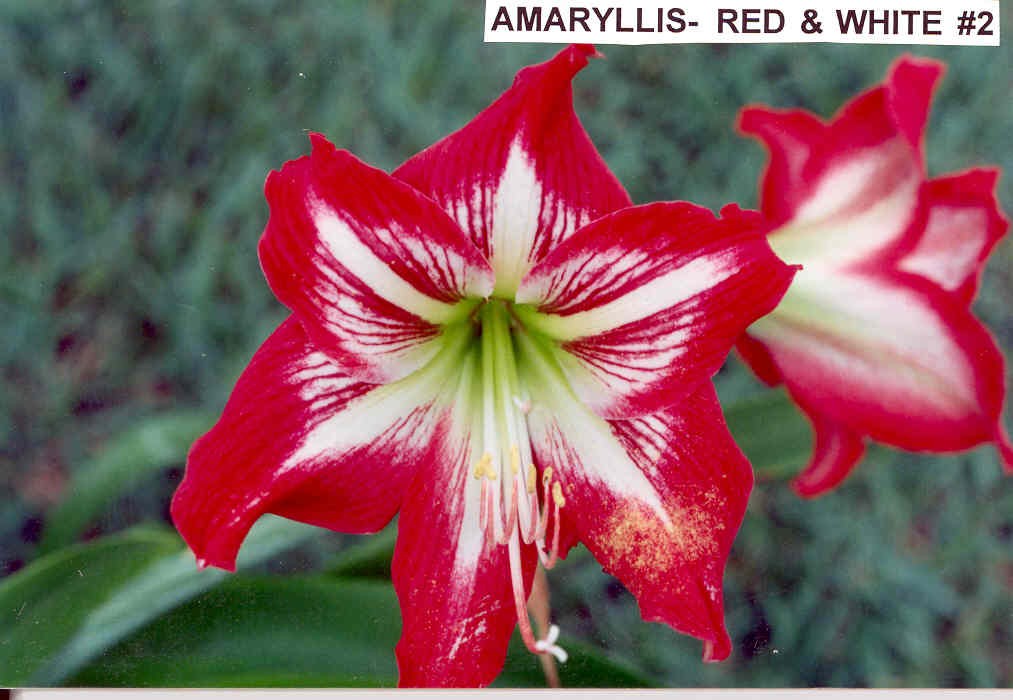 Amaryllis Red with White Star #02.jpg