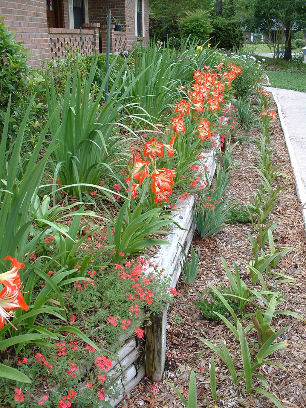 Amaryllis Red with White Star #2 (2).jpg