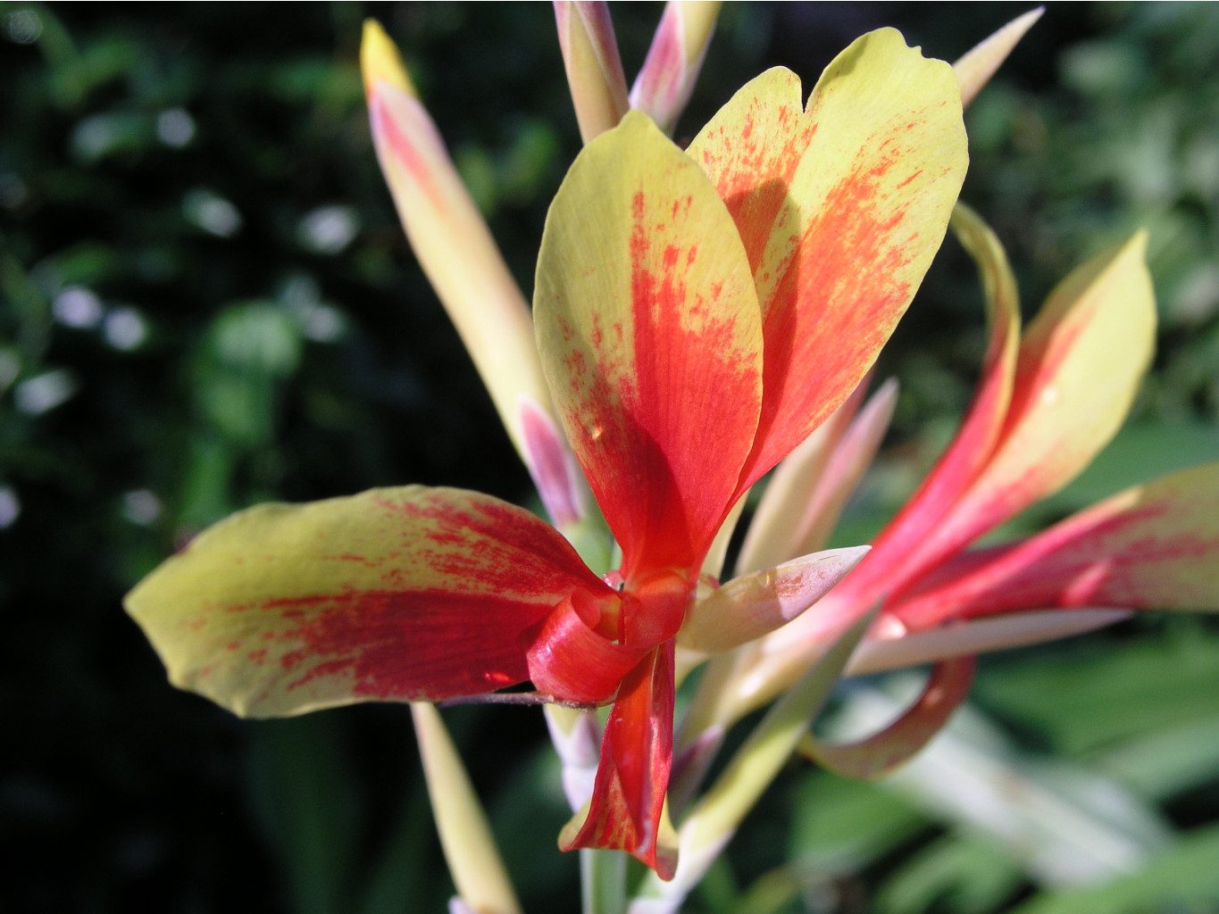 Canna Lily, tama-tulipa 04.JPG