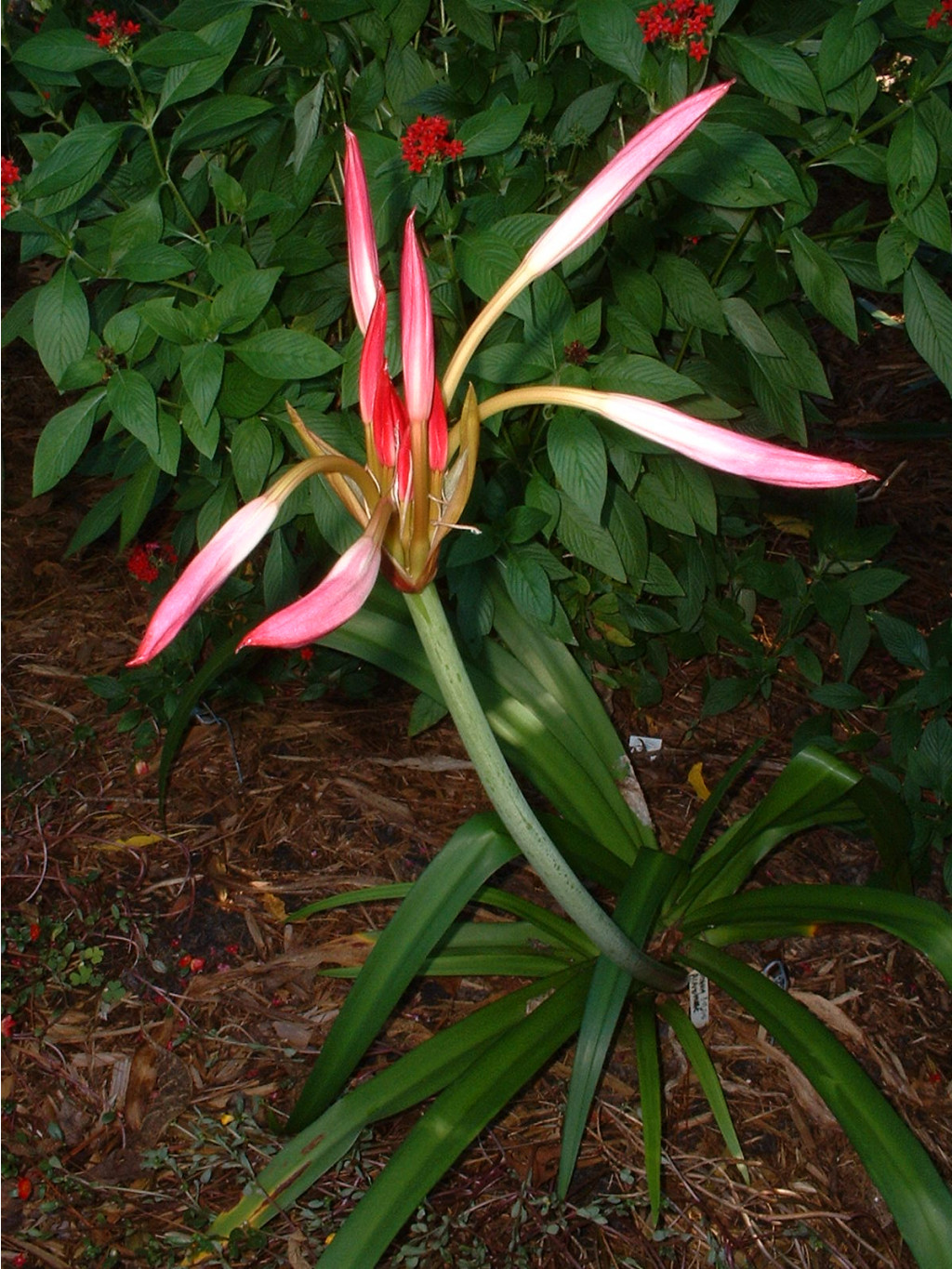 Crinum Alamo Village (1).jpg