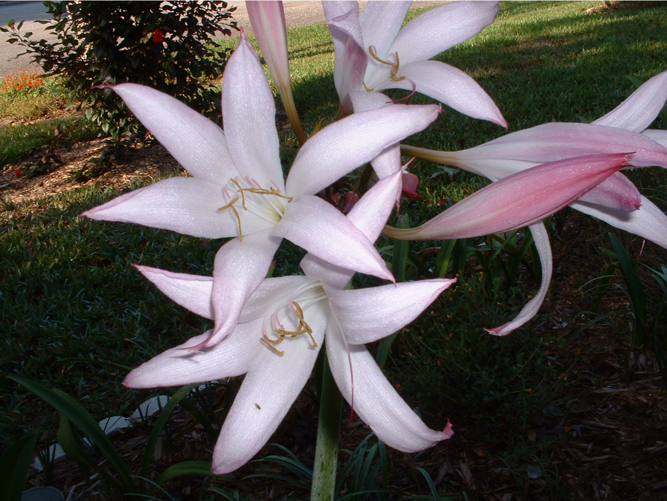 Crinum Alamo Village (2).jpg