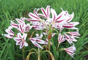 Crinum Alfa - Perry photo 01.jpg