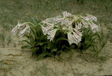 Crinum Alfa - Talisman crinum in a field - Dave Lehmiller photo02.jpg