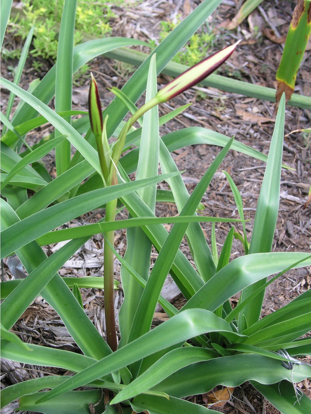 Crinum Alfa 02.jpg