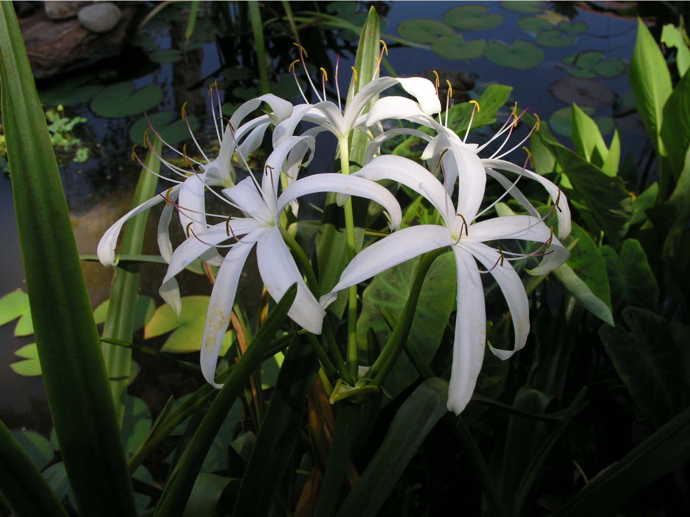 Crinum Americanum mature bulb in my pond.jpg