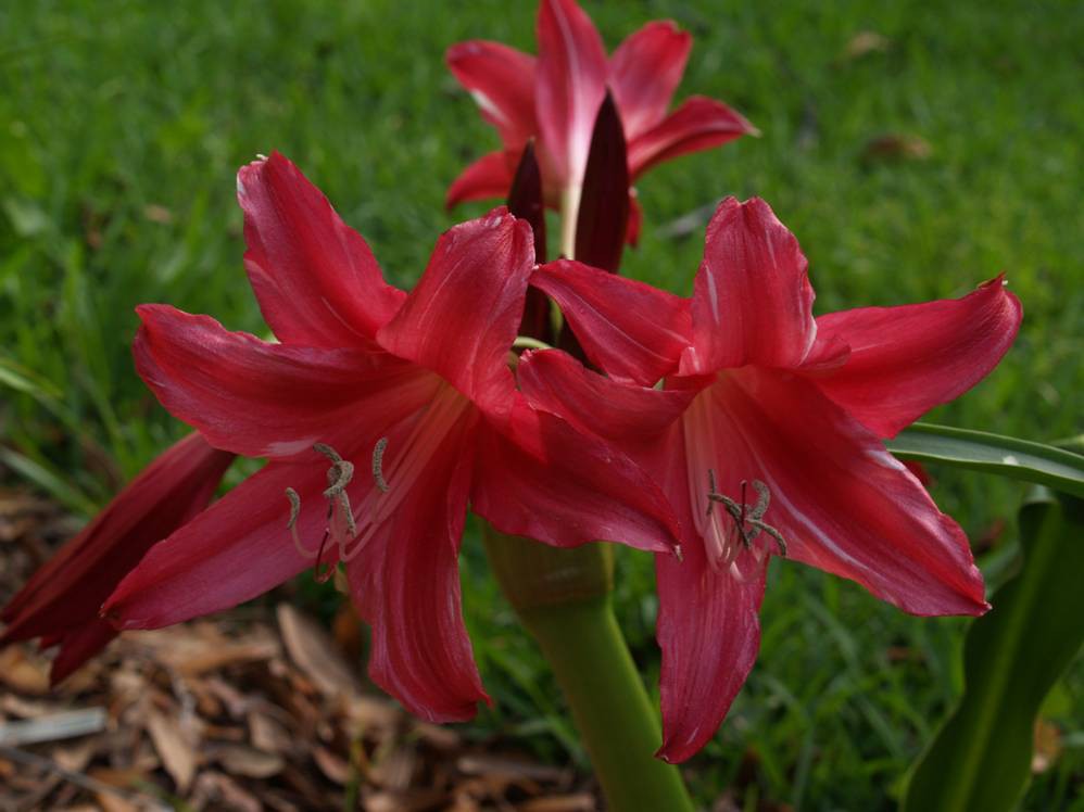 Crinum Lorraine Clark - Alani Davis photo (2).jpg