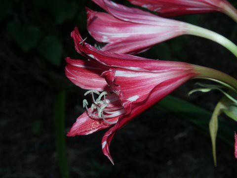 Crinum Lorraine Clark  with white streaks - Alani Davis photo (3).JPG