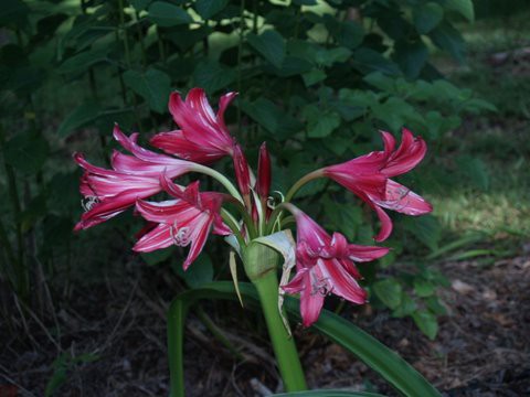 Crinum Lorraine Clark  with white streaks - Alani Davis photo (4).JPG