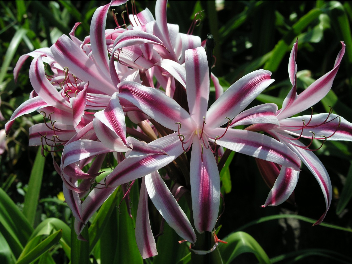 Crinum baconii Maurine Spinks (4).jpg