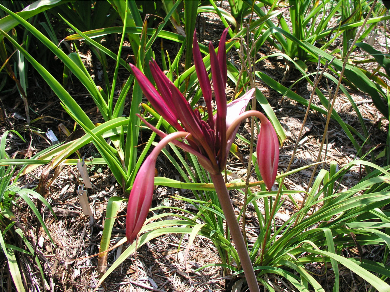 Crinum baconii Maurine Spinks (2).jpg