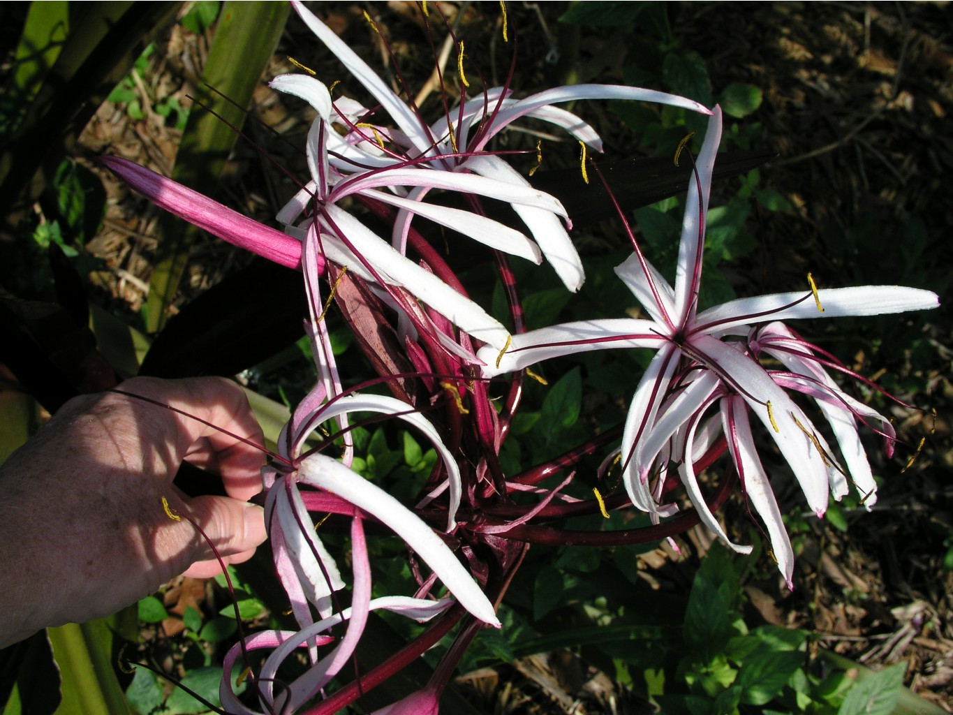 Crinum Procerum red-leaved #03 (1).jpg