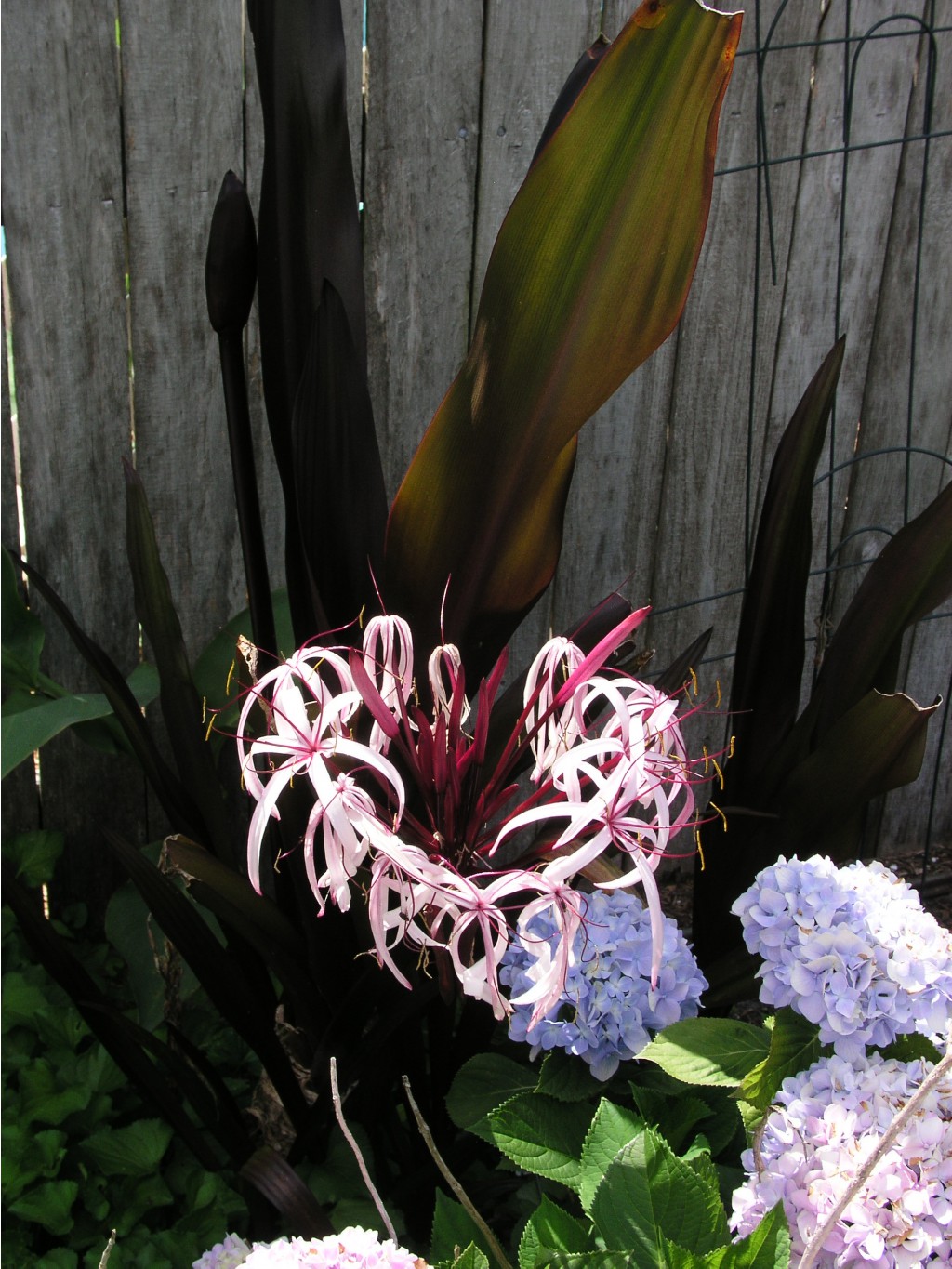 Crinum Procerum red-leaved #03 (2).jpg